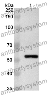 Anti-CUZD1 Polyclonal Antibody