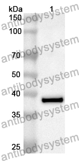 Anti-Human CD163 Polyclonal Antibody