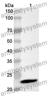 Anti-IFNE Polyclonal Antibody