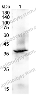 Anti-STING1/TMEM173 Polyclonal Antibody