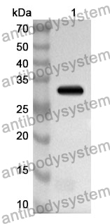 Anti-LSR Polyclonal Antibody