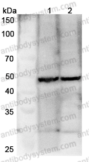 Anti-HOMER1 Polyclonal Antibody