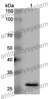 Anti-MIB1 Polyclonal Antibody