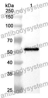 Anti-KLB Polyclonal Antibody