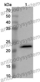 Anti-IFNL1/IL29 Polyclonal Antibody