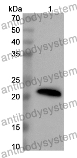 Anti-CD301/CLEC10A Polyclonal Antibody