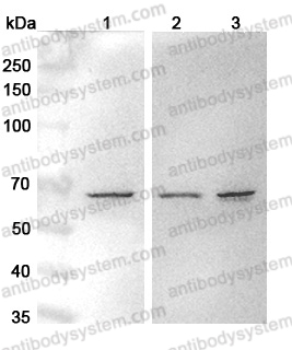 Anti-NOSTRIN Polyclonal Antibody