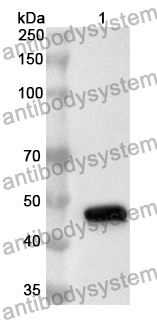 Anti-WDFY1 Polyclonal Antibody