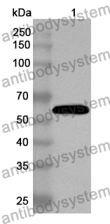 Anti-SULF2 Polyclonal Antibody