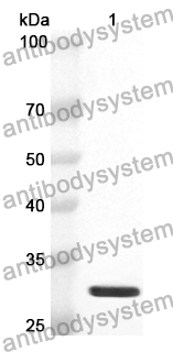 Anti-CNTN4 Polyclonal Antibody