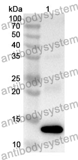 Anti-SCUBE3 Polyclonal Antibody