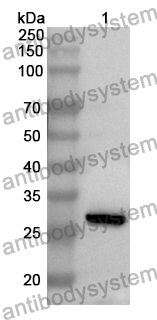 Anti-MPP5 Polyclonal Antibody