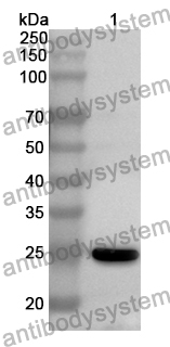 Anti-FGFRL1 Polyclonal Antibody