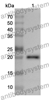 Anti-CD177 Polyclonal Antibody