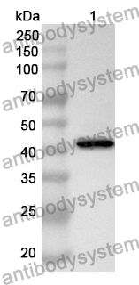 Anti-SIRT6 Polyclonal Antibody