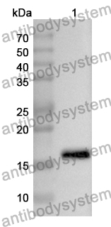 Anti-FNDC5 Polyclonal Antibody