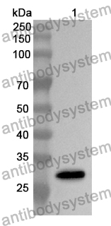 Anti-ABCF1 Polyclonal Antibody