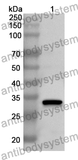 Anti-PIK3C3 Polyclonal Antibody