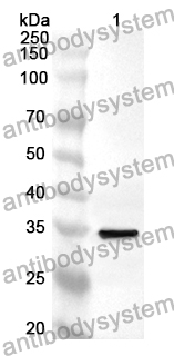 Anti-SHCBP1 Polyclonal Antibody