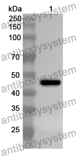 Anti-VPS37A Polyclonal Antibody