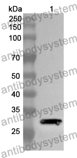 Anti-NUP37 Polyclonal Antibody