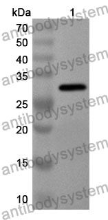 Anti-DNER Polyclonal Antibody