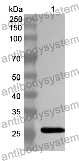 Anti-CD85k/LILRB4/ILT3 Polyclonal Antibody