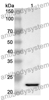 Anti-CD85j/LILRB1 Polyclonal Antibody