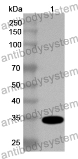 Anti-Human CCL4L1 Polyclonal Antibody