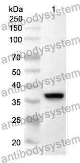 Anti-NDNF Polyclonal Antibody