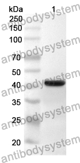 Anti-ADAMTS19 Polyclonal Antibody