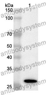 Anti-CEMIP Polyclonal Antibody