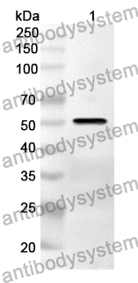 Anti-PDCD6IP Polyclonal antibody