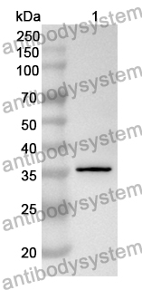 Anti-CANT1 Polyclonal Antibody