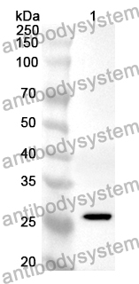 Anti-HMGB4 Polyclonal Antibody