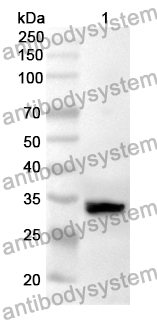 Anti-NRG4 Polyclonal Antibody