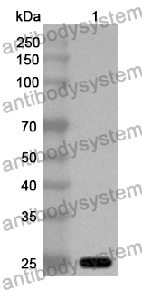 Anti-OIT3 Polyclonal Antibody