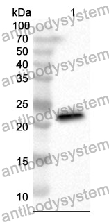 Anti-FAM3C Polyclonal Antibody