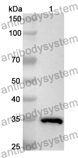 Anti-Human CCL17/TARC Polyclonal Antibody