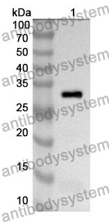 Anti-NUP205 Polyclonal Antibody