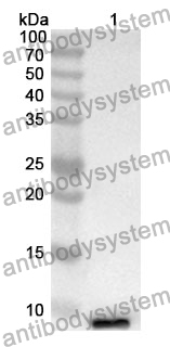 Anti-NRGN Polyclonal Antibody