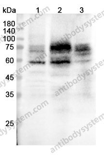 Anti-CD112/Nectin-2/NECTIN2 Polyclonal Antibody