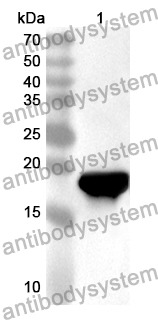 Anti-HTRA1 Polyclonal Antibody