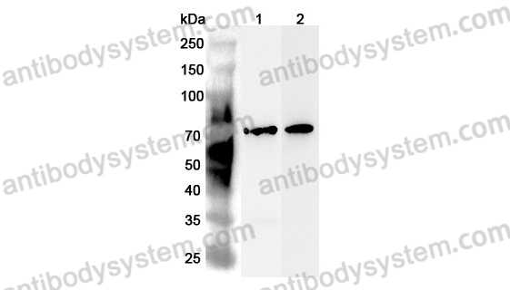 Anti-STAM Polyclonal Antibody