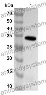 Anti-GHSR Polyclonal Antibody