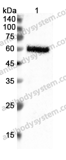 Anti-CASP10 Polyclonal Antibody