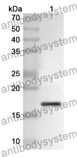 Anti-CD100/SEMA4D Polyclonal Antibody