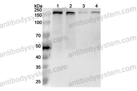 Anti-RAD50 Polyclonal Antibody