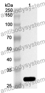 Anti-Human ABCC2 Polyclonal Antibody