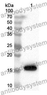 Anti-FGF13 Polyclonal Antibody